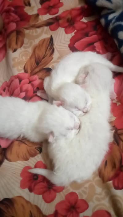Persian cats