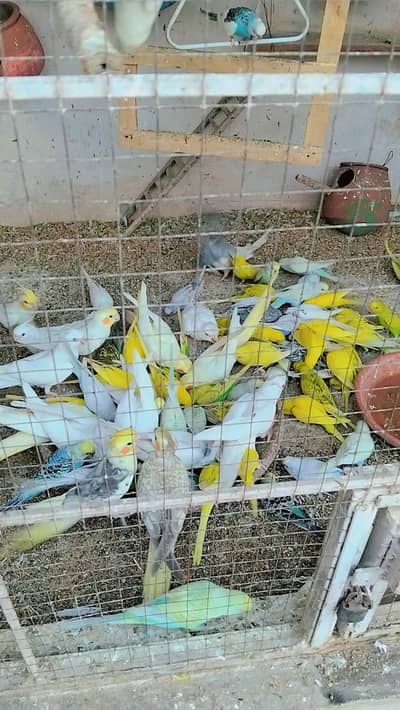 Australian breeder pairs available in jumbo size