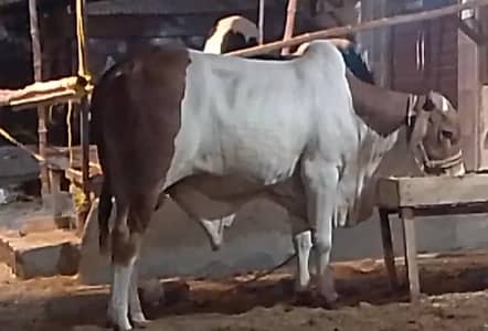 bachra for sale