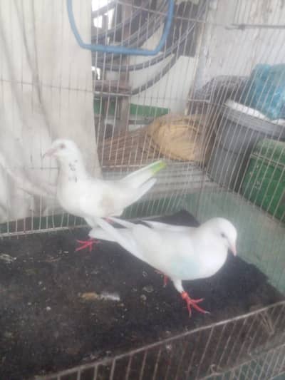 IAM Selling My 2 Pigeon female pure pati waley ha sham sham tak parwaz