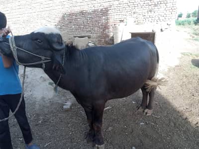 cow's