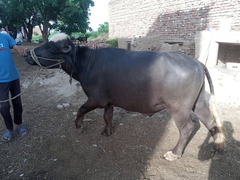 cow's 1