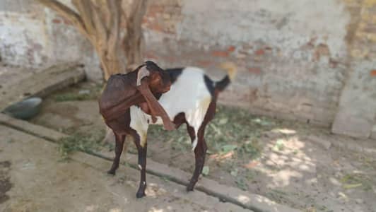 Sale for Goat  Conern Person Mr. Nizaam 03053803001