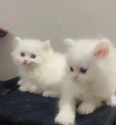 Persian female kitten for sale all Pakistan delivery available