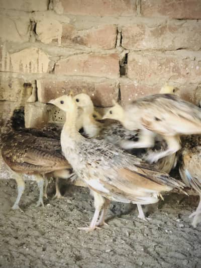 peacocks 