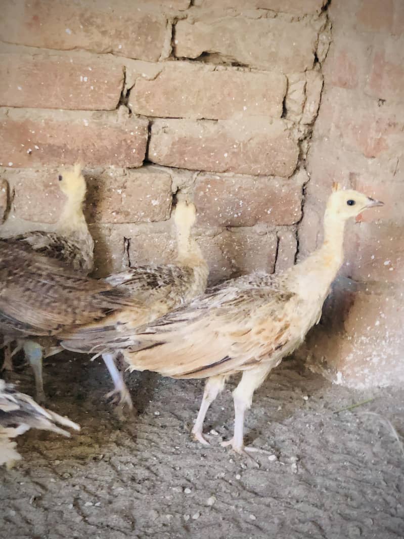 peacocks  3