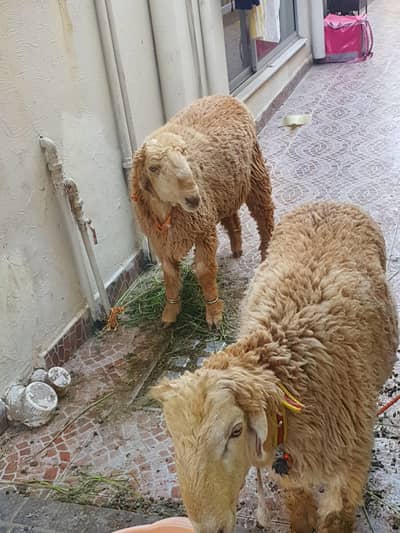 bakra pair for sale