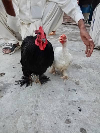 brand new pair h fance h eggs b data h