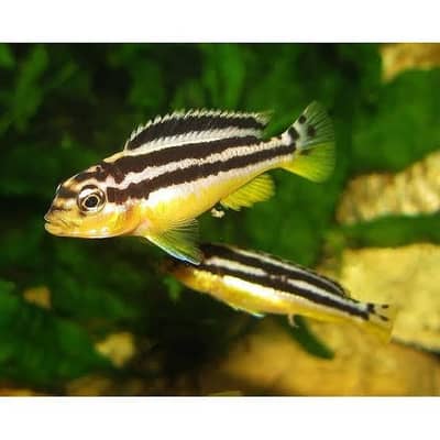 3 Malawi Cichlid Fry for Sale – Auratus Pair + Electric Yellow Lab