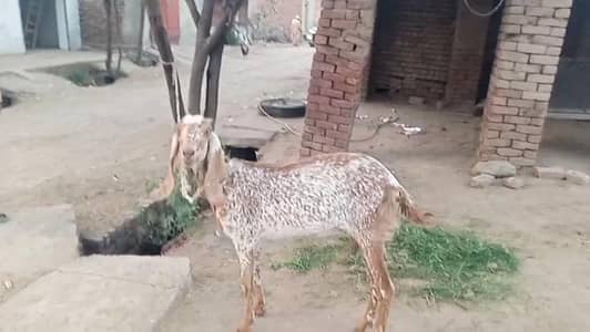 pure makhi cheeni beetal bakri