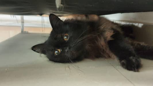 Missing Cat - Reward 10,000