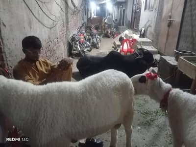 Qasai Available 03209308710