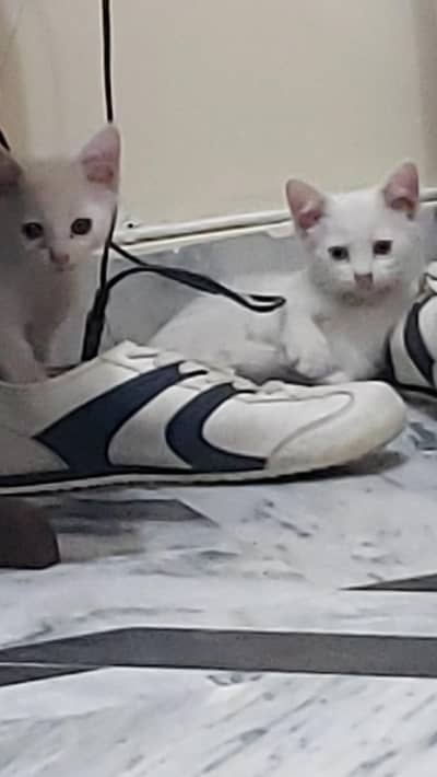 2 kitten