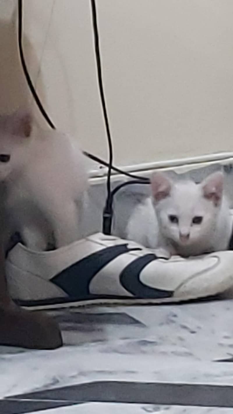 2 kitten 1