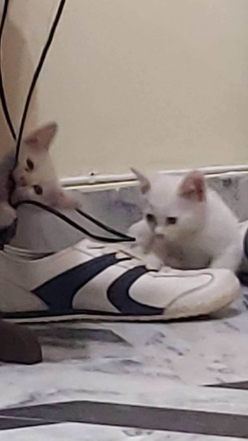 2 kitten 2