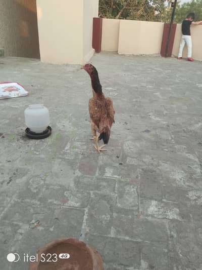 Aseel mianwali lakhi