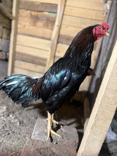 Lasani mushka for sale