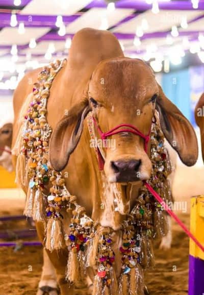 qurbani k janwar ziba krwana k liye rabta kry