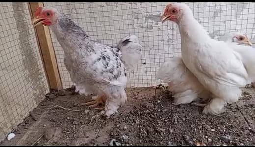 MASHALLAH one female two males available for sale location Multan