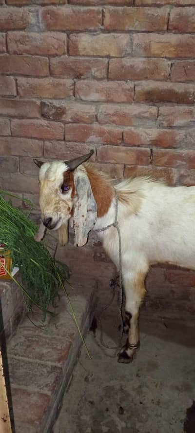 2 dant bakra qurbani k liay