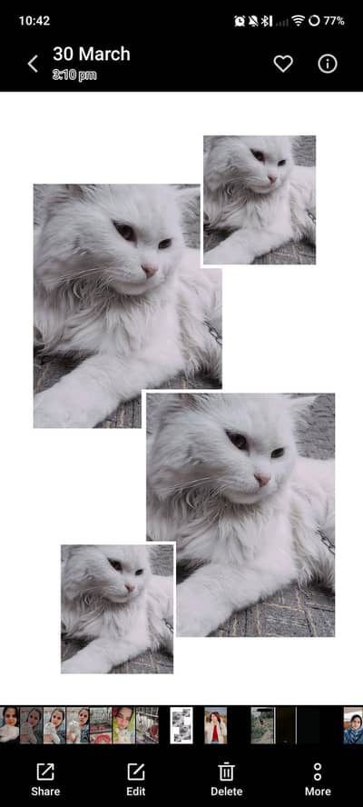 Persian cat for sale location sargodha