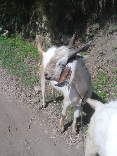 professional qasai for qurbani, at your door step