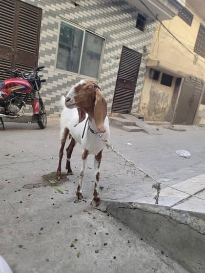 urgent Goat female sale