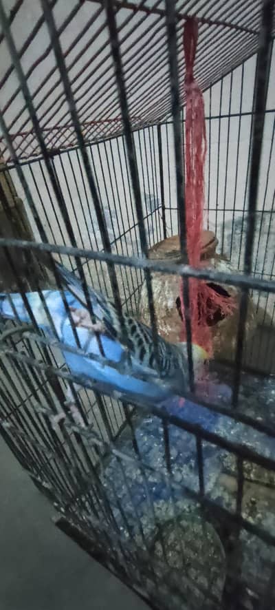 CAGE FOR LOVE BIRDS AND AUSTRALIANS