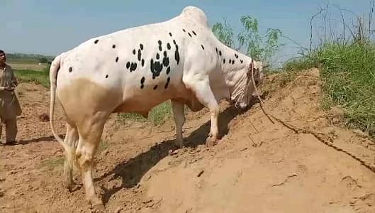 Qurbani bull