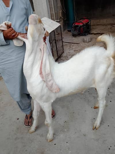 gulabi Bakra