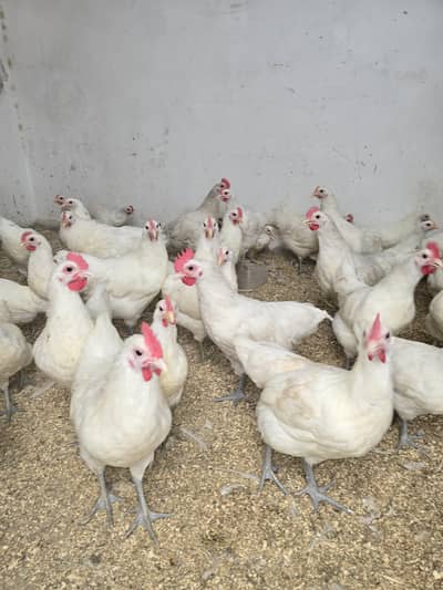 white Australorp chicks for sale