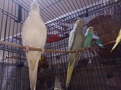 cocktail,  budgies