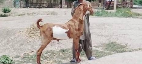 mashallah sehat mand janwar hai qurbani ke liye