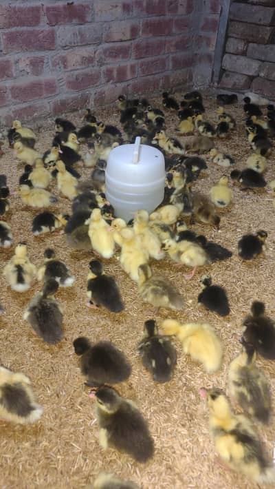 Desi Ducklings