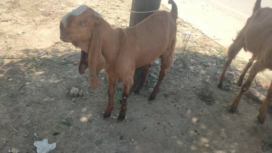 qurbani ka liya