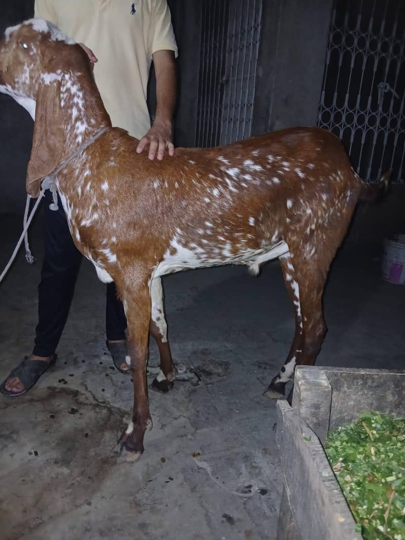 Desi bakra 0