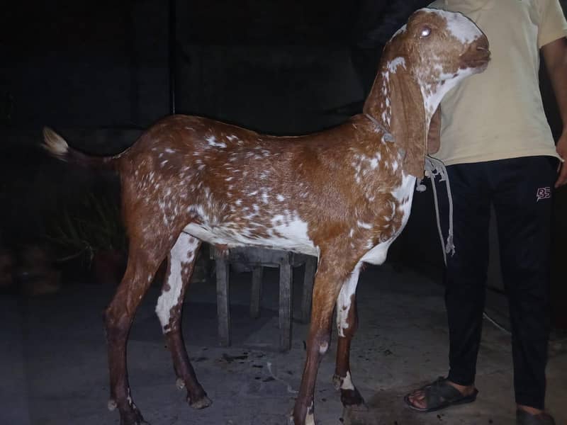 Desi bakra 1
