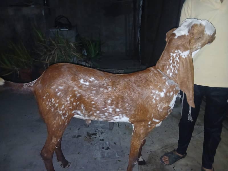 Desi bakra 2