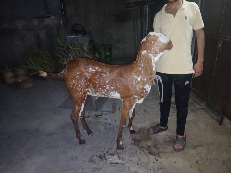 Desi bakra 3