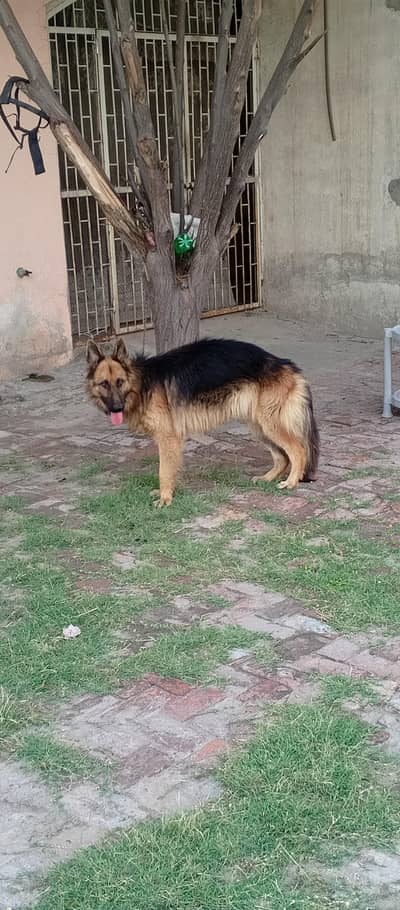 Pure German Shepherd Male Dog for Sale 