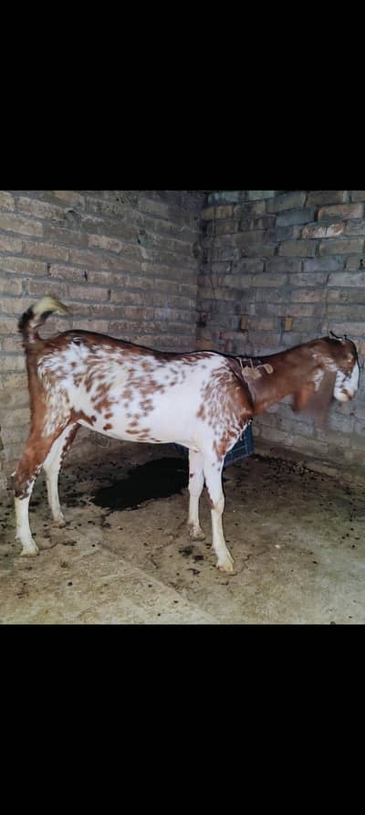 bakri 1 Saal 6months achi bakri he