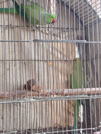 Green Ringneck Breeder Pair