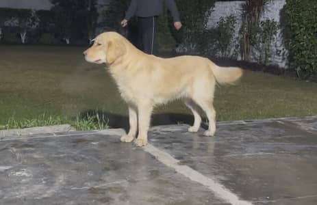 Golden retriever male for sale