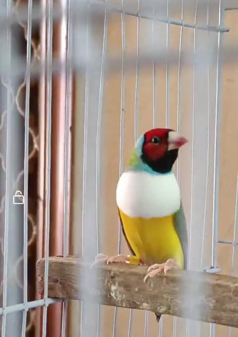 parrot 6