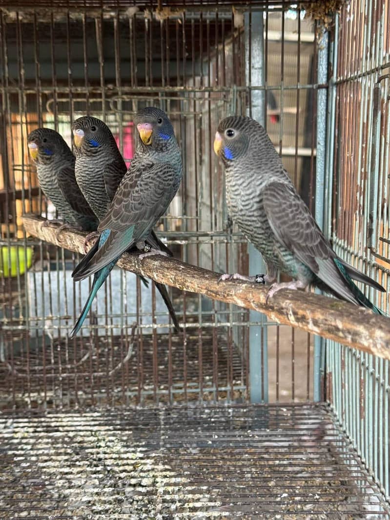 parrot 7
