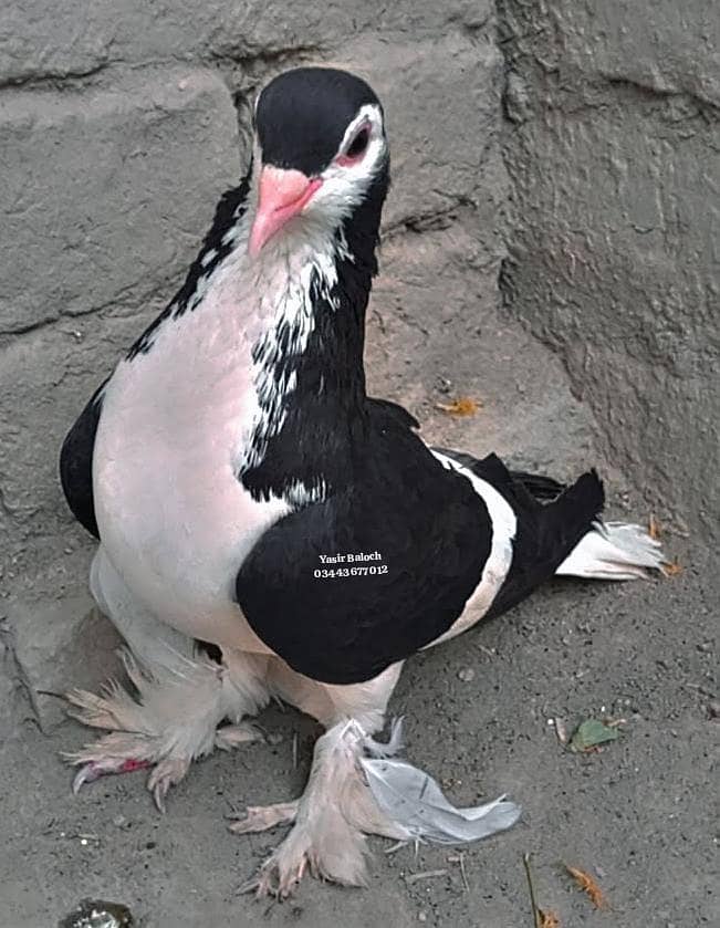 parrot 9