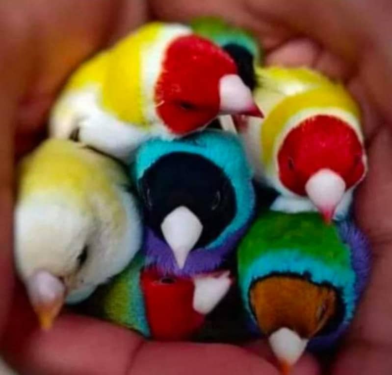 parrot 14