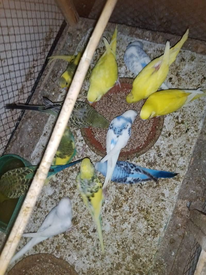 parrot 16