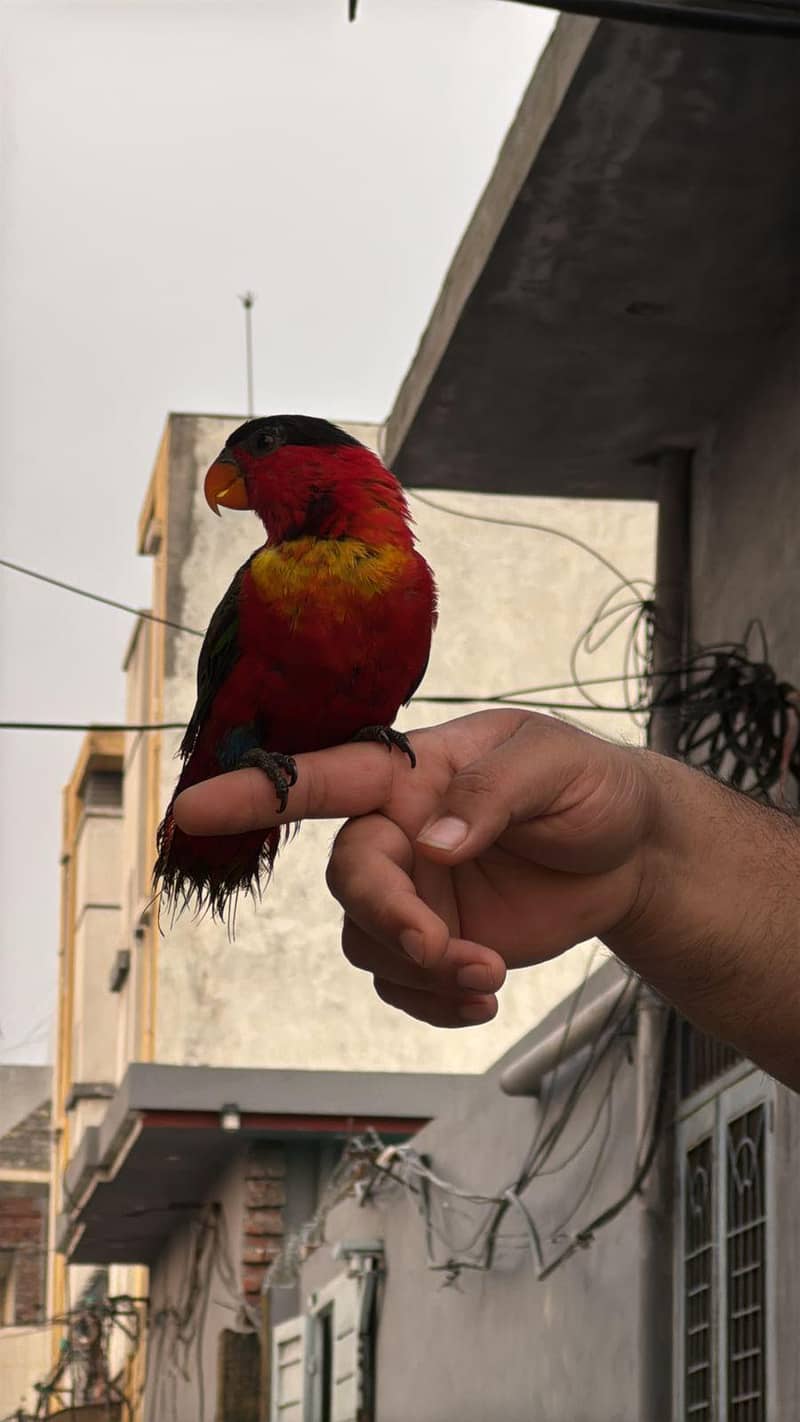 parrot 17