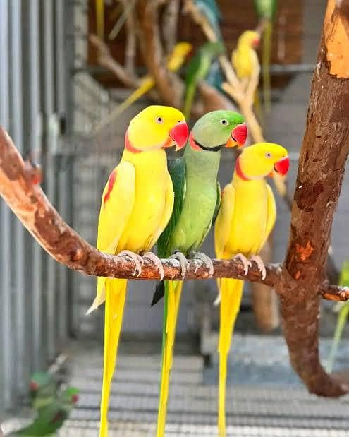 parrot 18